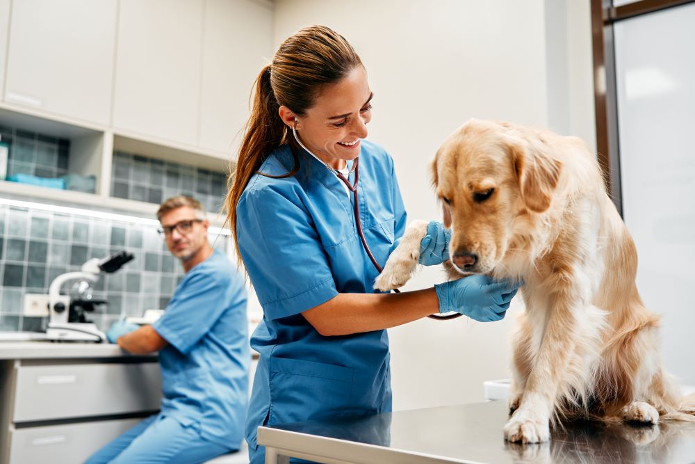 Veterinarian examining a dog in a vet clinic